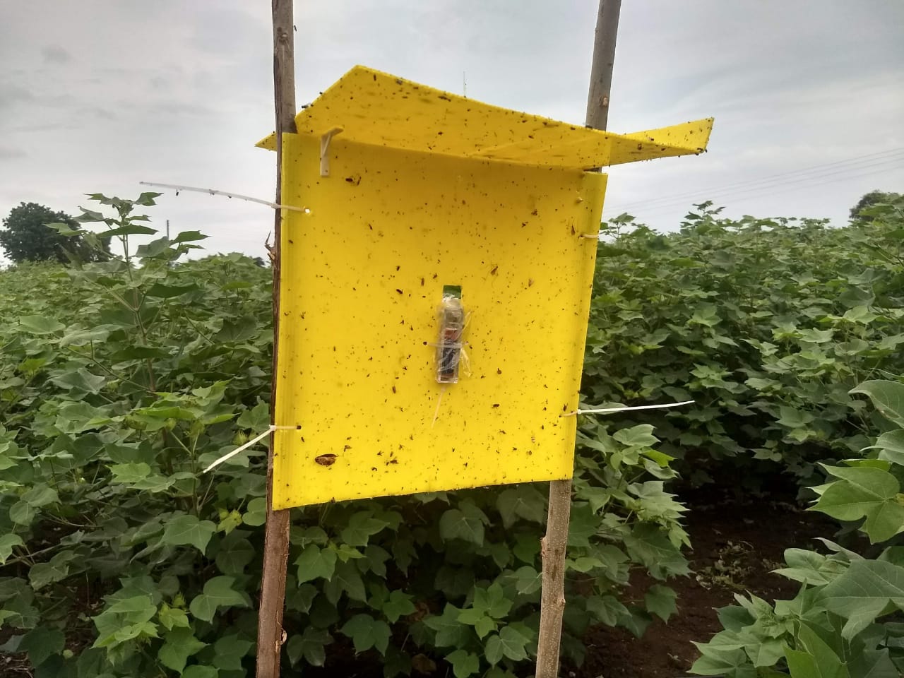 Eco-Pestrap